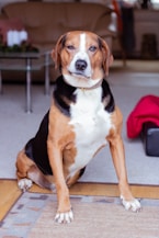 a brown and white dog sitting on the floor