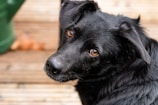 a close up of a black dog on a wooden floor