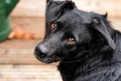 a close up of a black dog on a wooden floor
