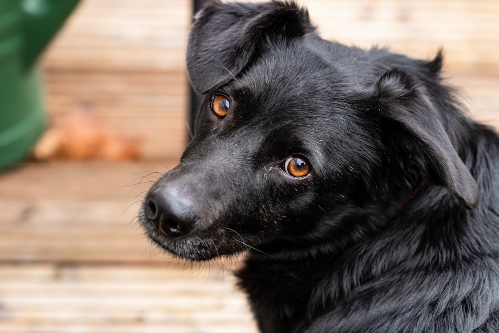 a close up of a black dog on a wooden floor