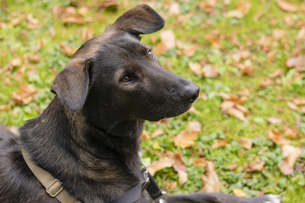 a black dog laying on top of a lush green field