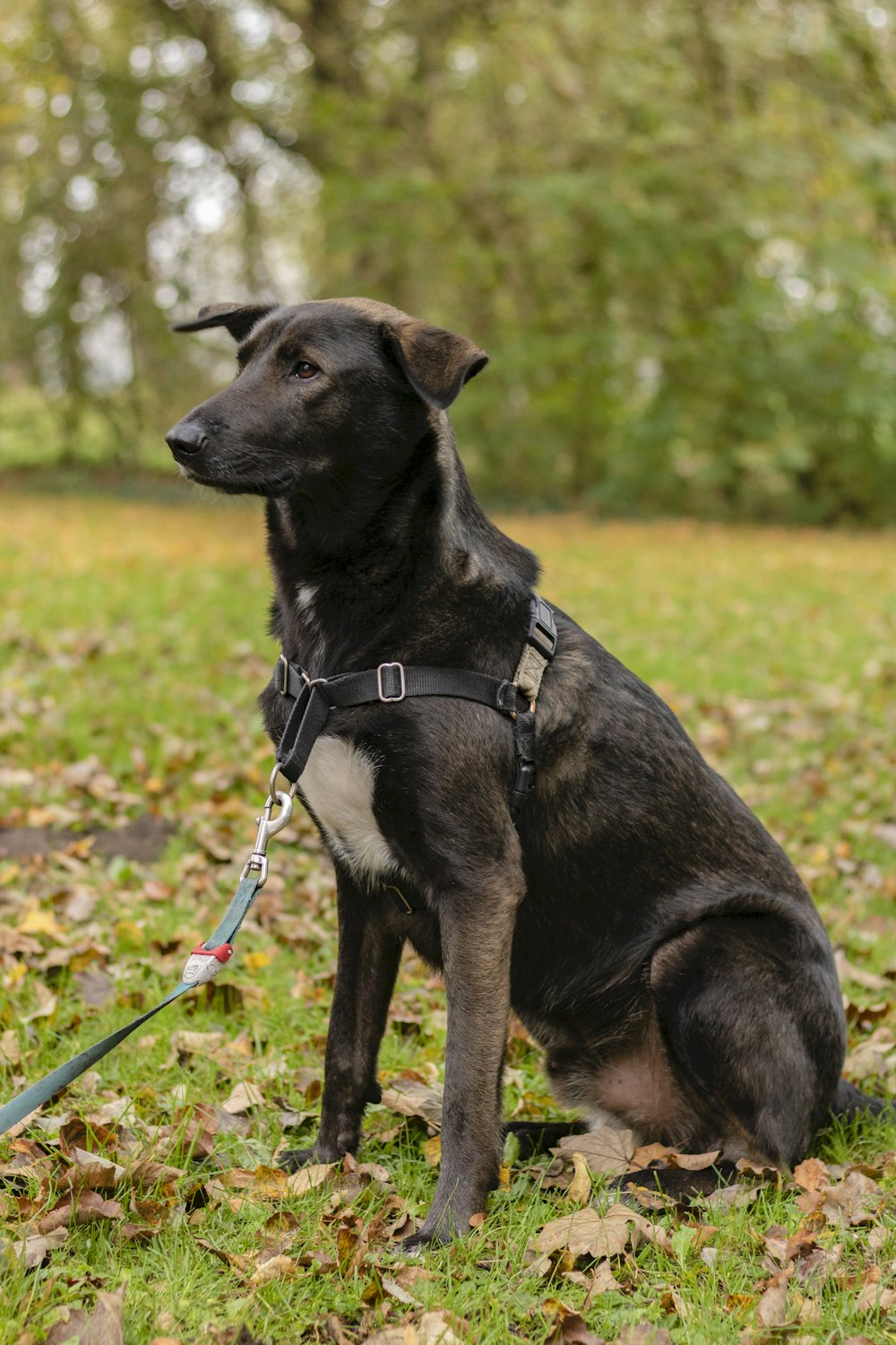 a black and white dog sitting on top of a grass covered field