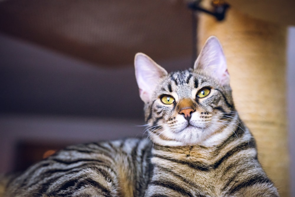 um close up de um gato deitado em uma cama