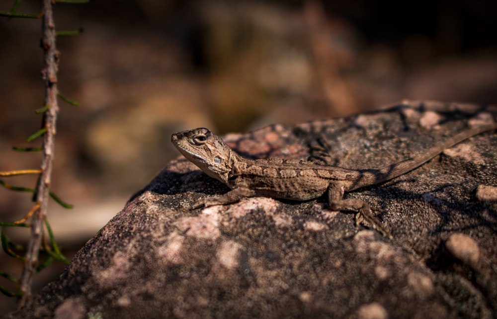 Un lagarto sentado en la cima de una gran roca