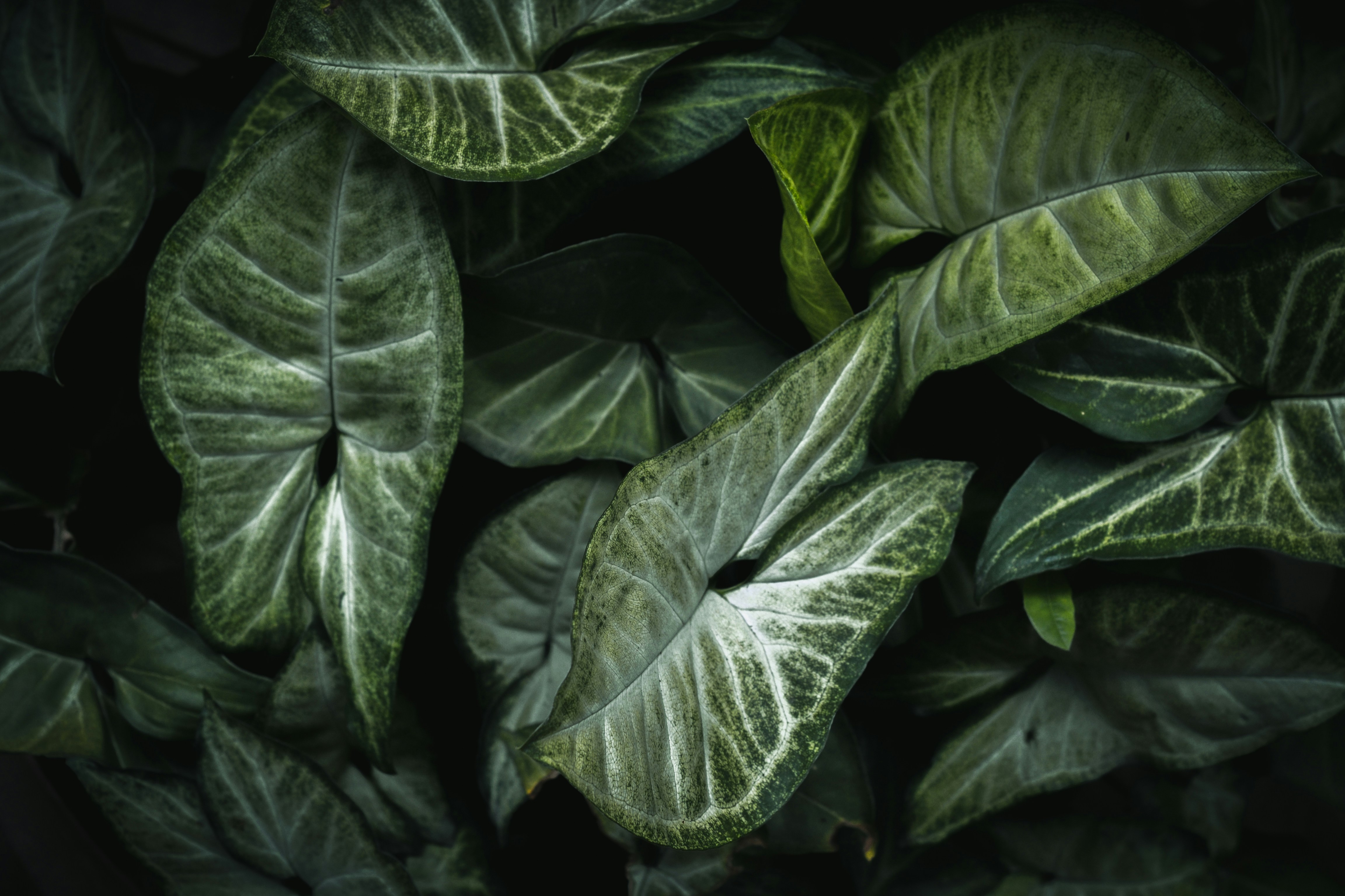 Photo by dearcaseylain