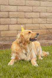 A playful golden retriever wearing a tiny director's hat on a film set.