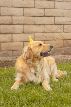 A playful golden retriever wearing a tiny director's hat on a film set.