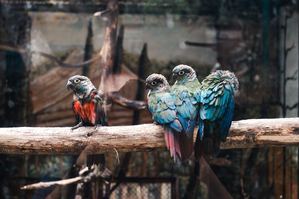 three colorful birds sitting on a branch in a zoo