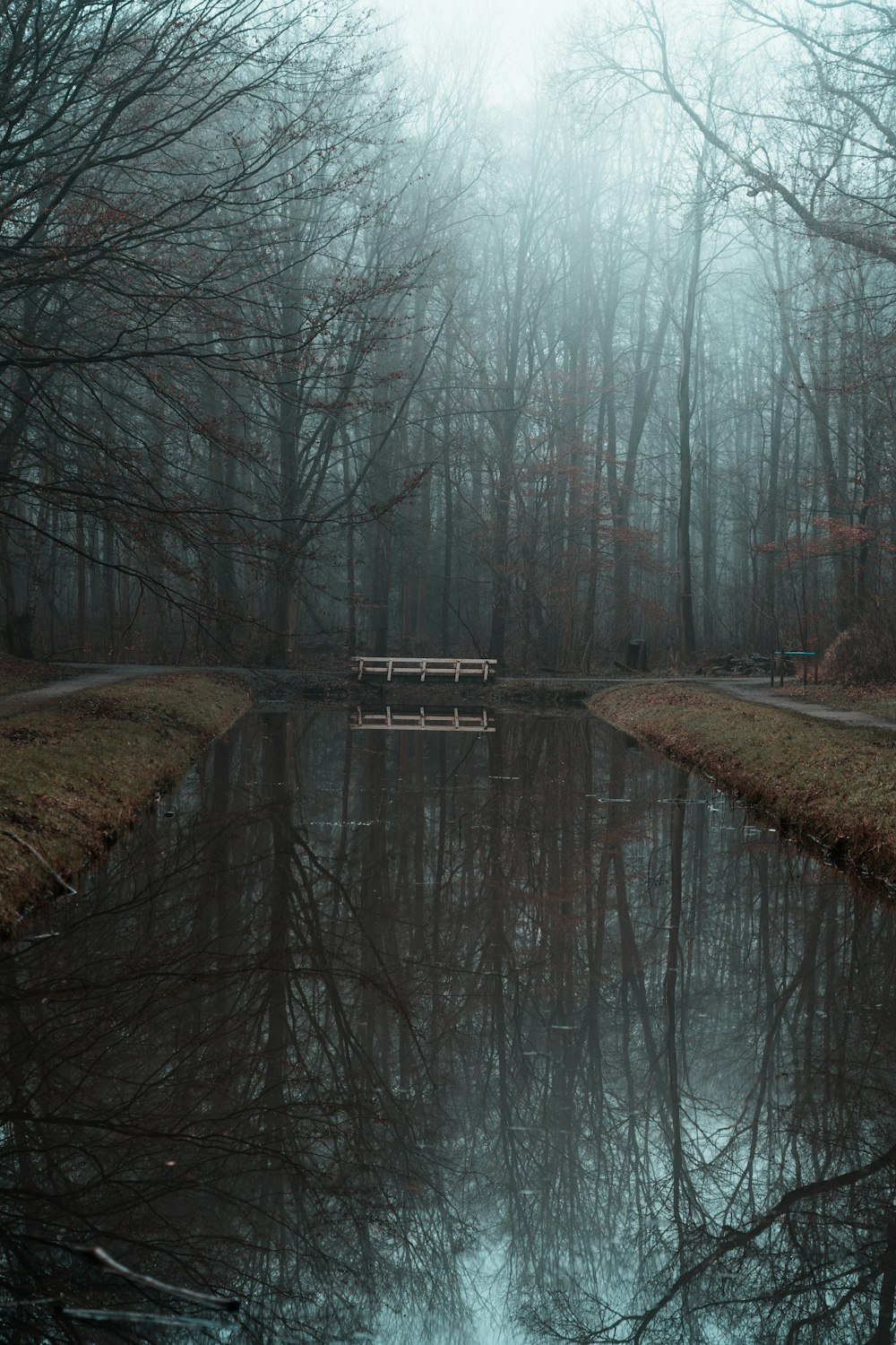 a bench sitting on the side of a river in the middle of a forest