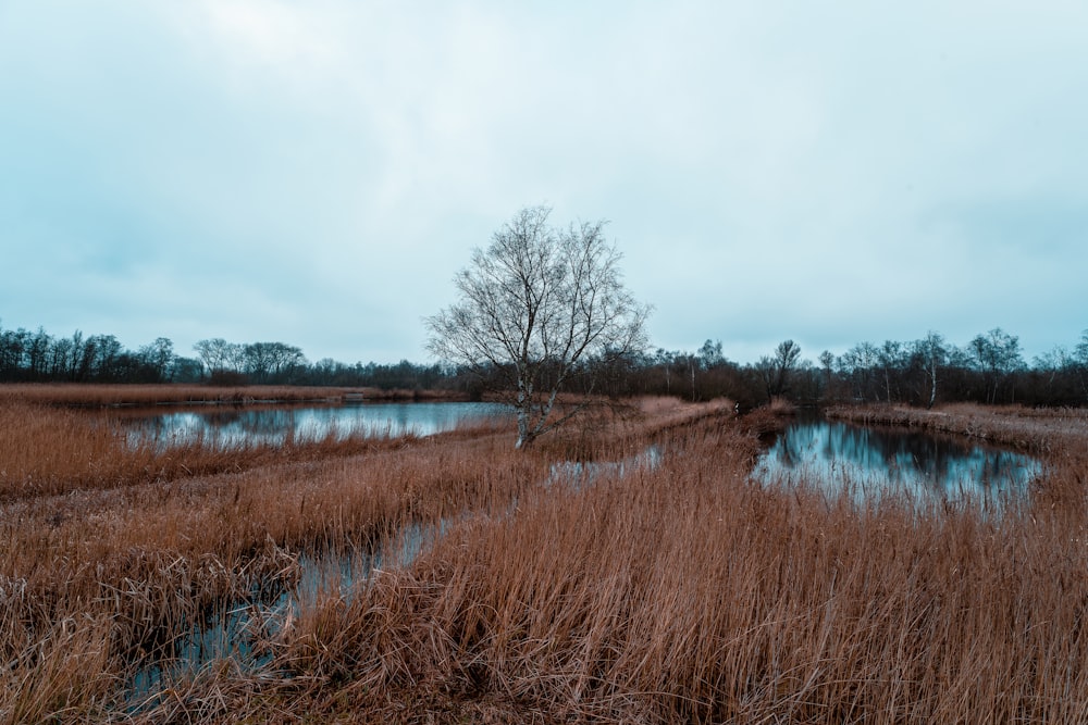 a swampy area with a tree in the distance