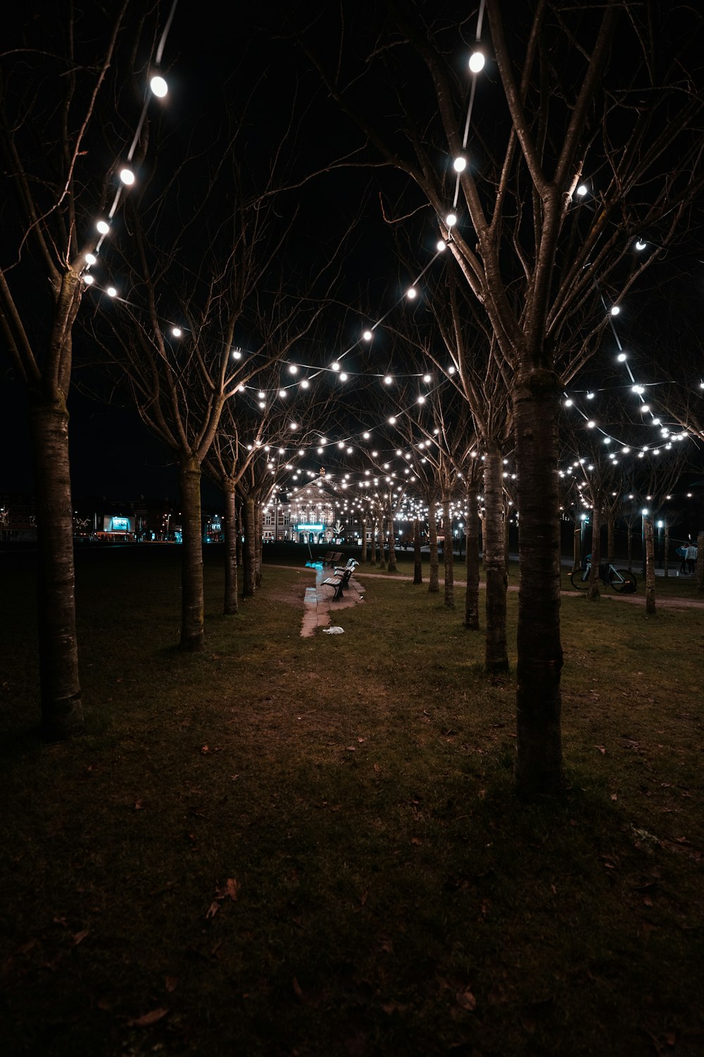 a row of trees with lights hanging from them