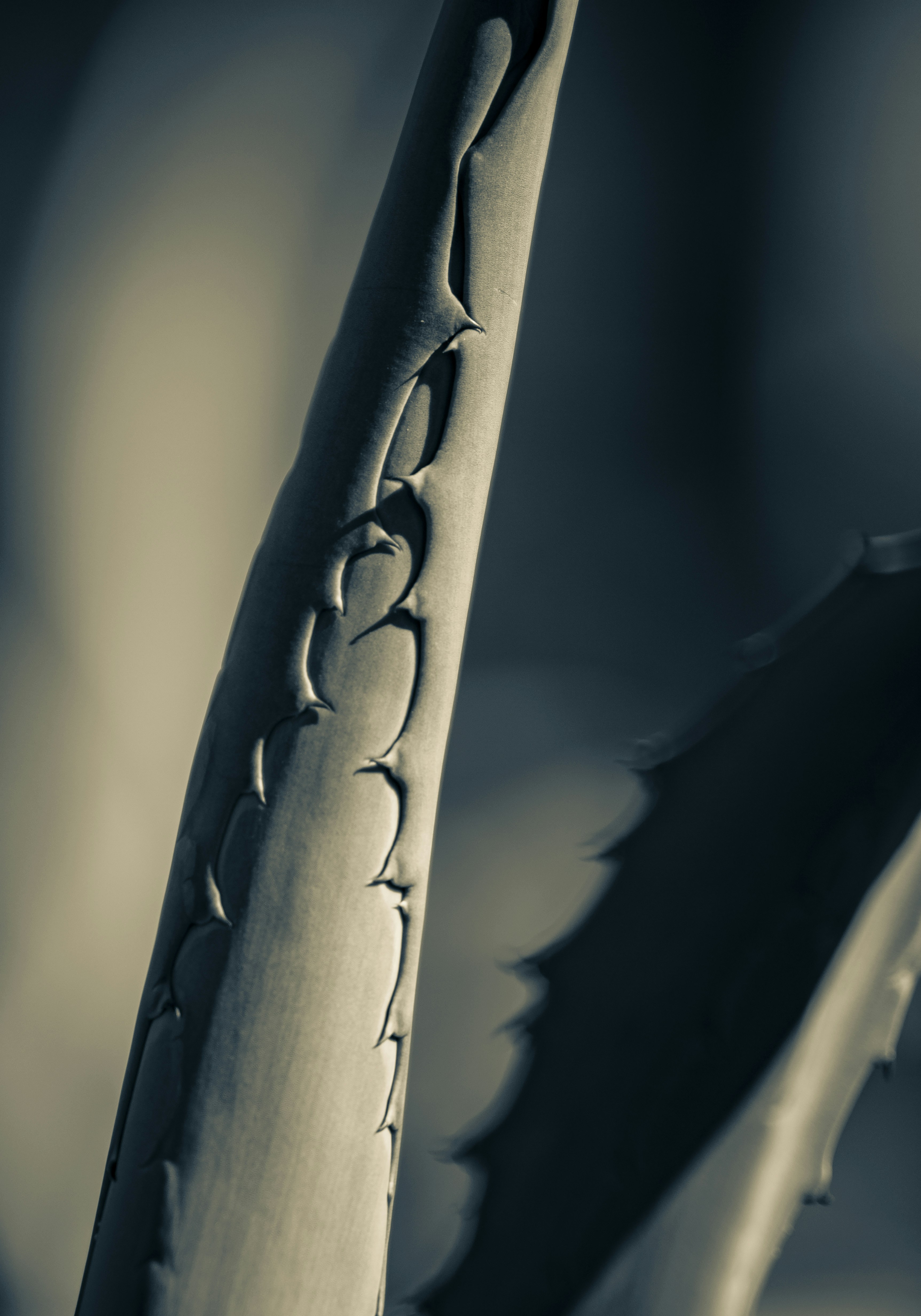 a close up of a plant with a blurry background