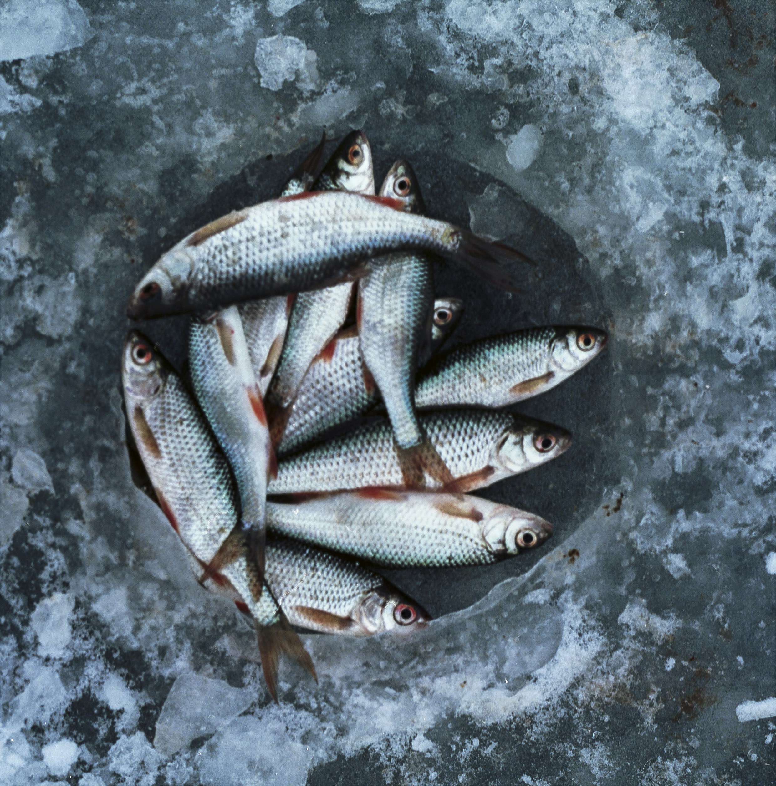 seikat ikan yang ada di atas es