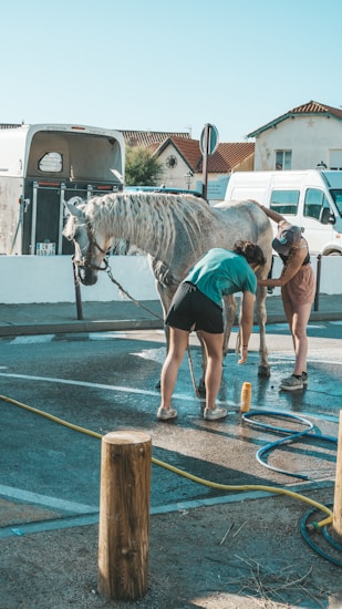 Two people are washing a light-colored horse in a paved outdoor area. Water hoses and a bottle of shampoo are visible on the ground. A white vehicle and a horse trailer are parked nearby, with a suburban neighborhood seen in the background.