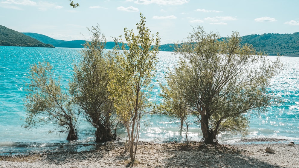 a couple of trees that are by some water