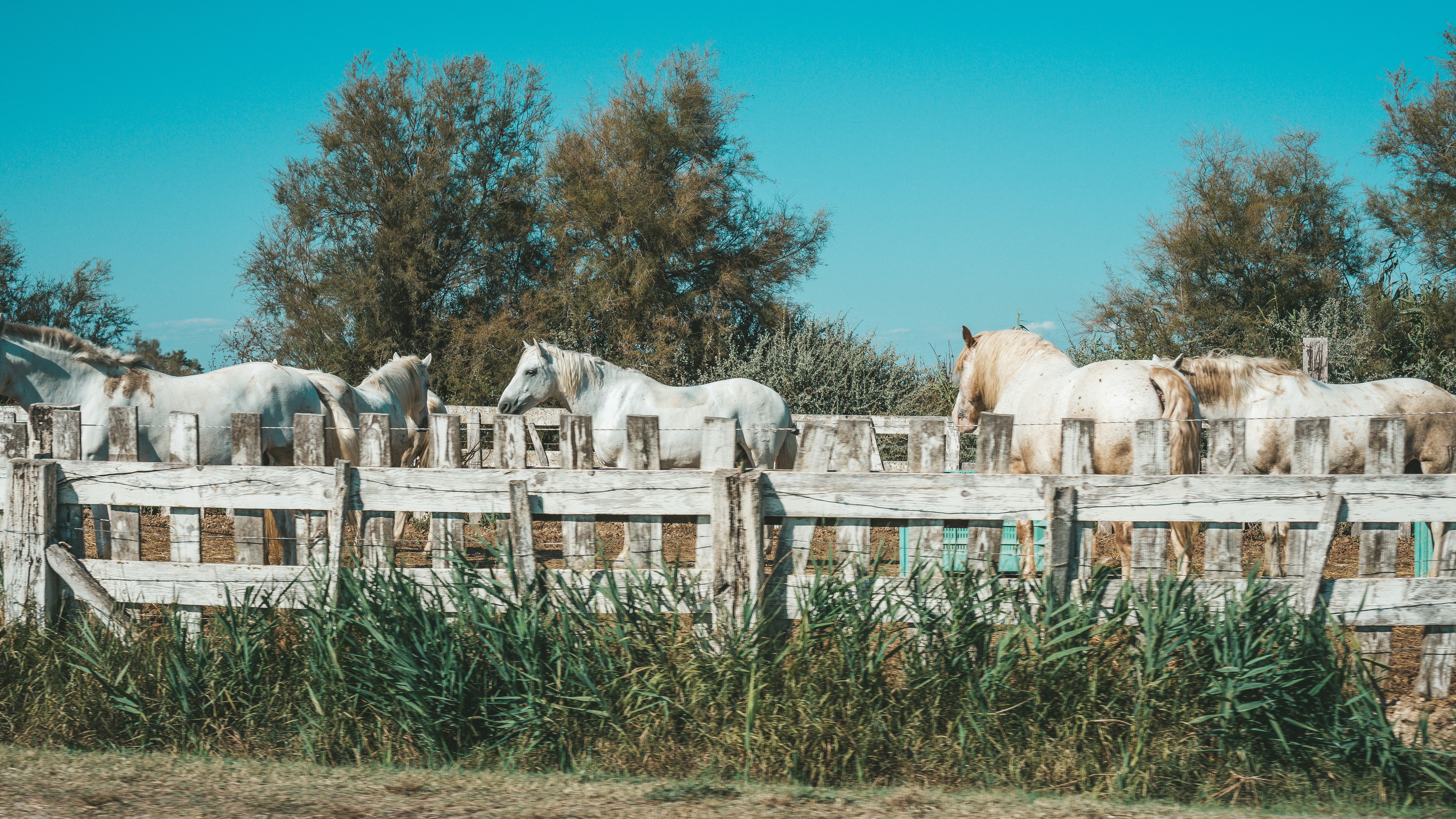 a group of horses standing behind a wooden fence