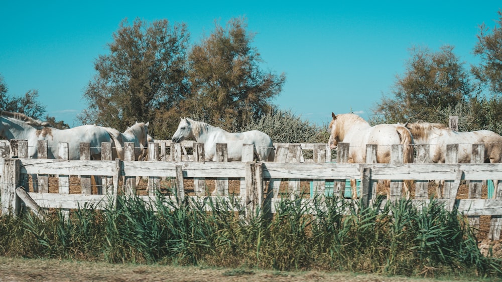a group of horses standing behind a wooden fence