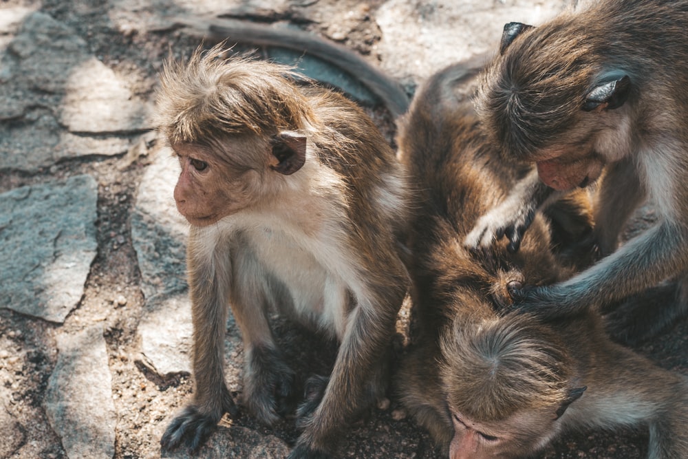 a group of monkeys sitting on top of a rock