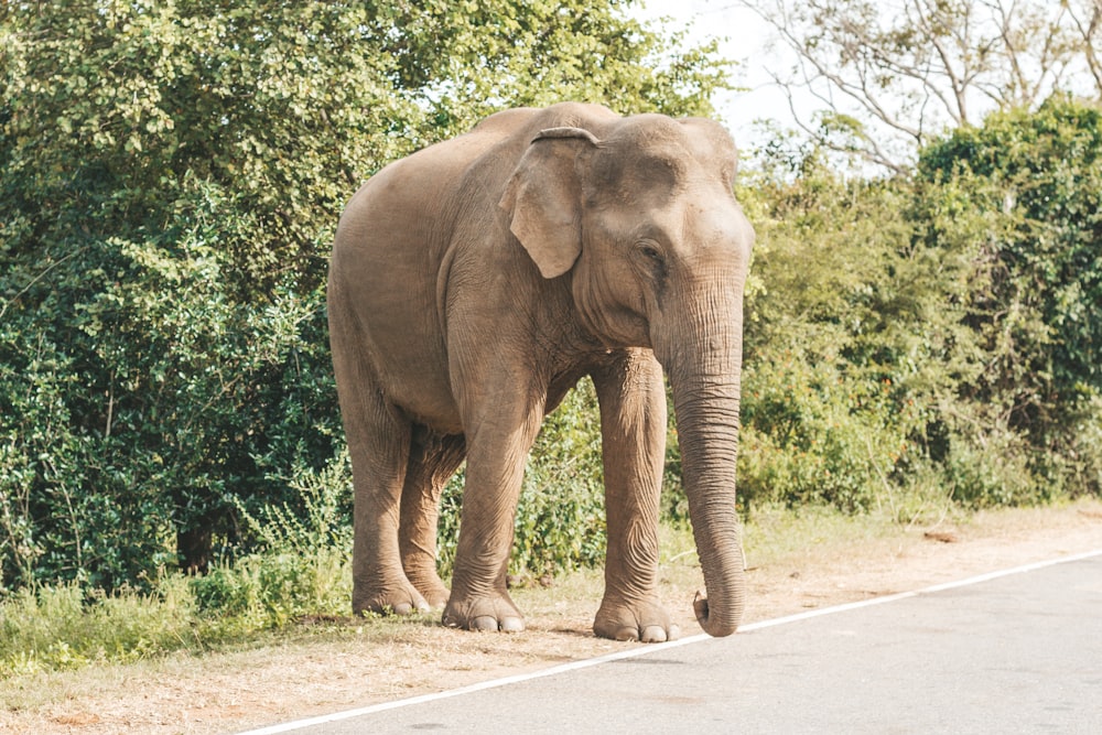 an elephant standing on the side of a road