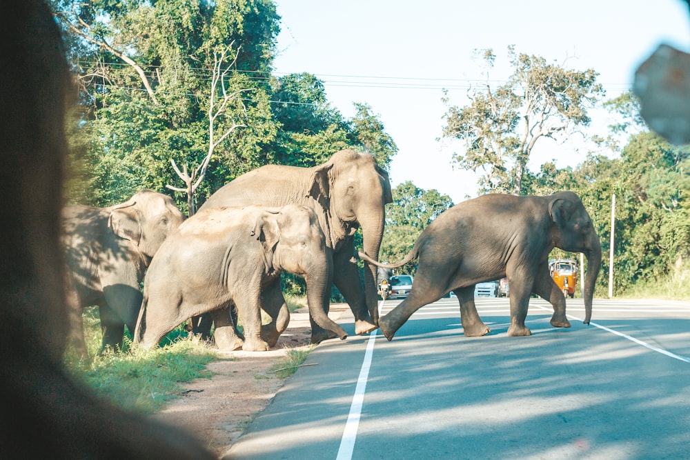 a herd of elephants crossing a street in front of a car