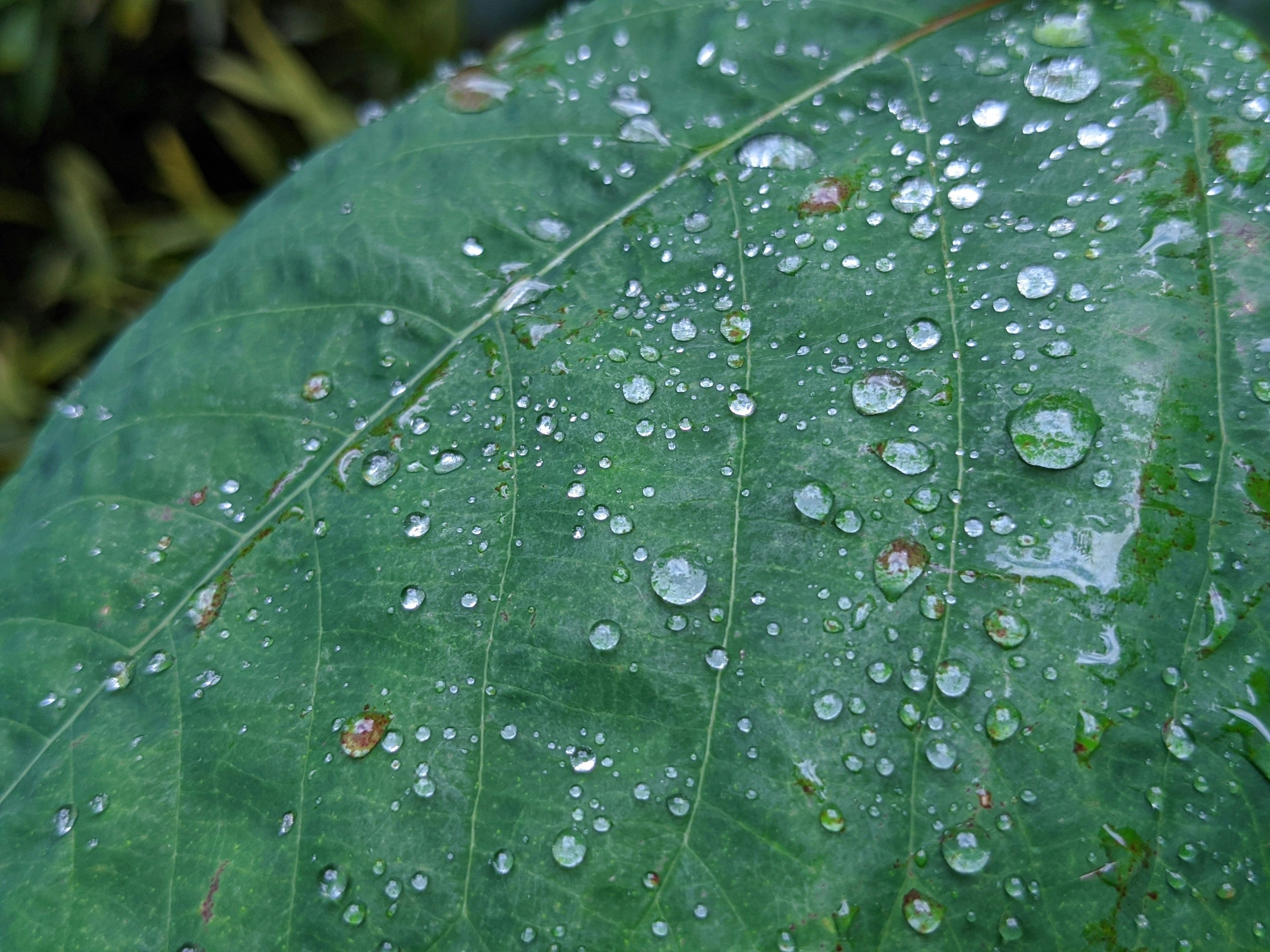 Photo by tanyapaquet