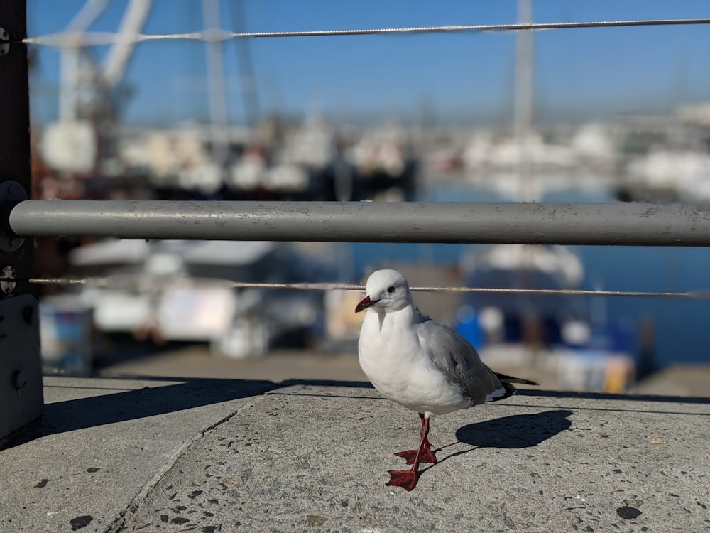 a seagull is standing on the concrete near the water