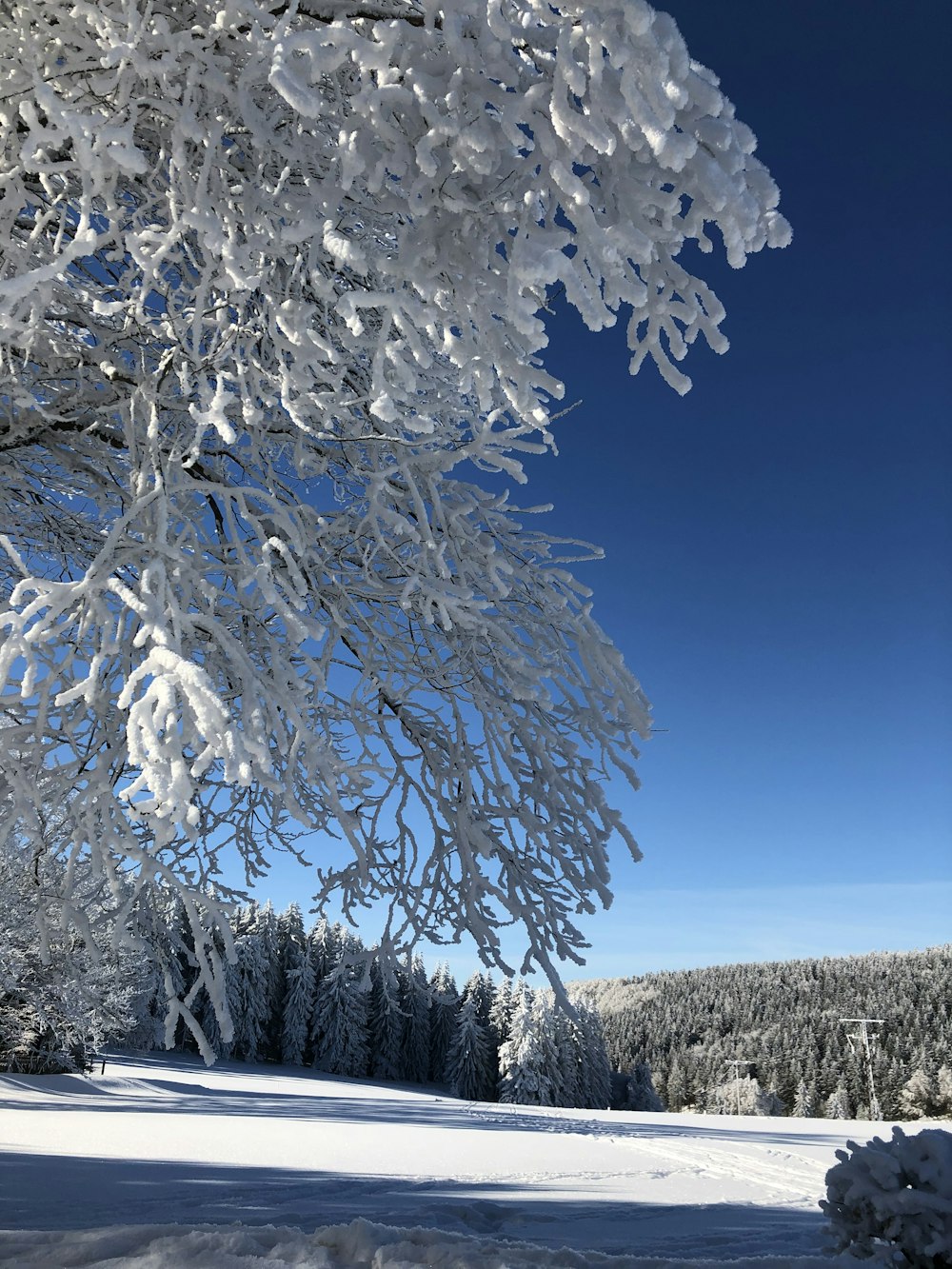 a snow covered field with trees in the background