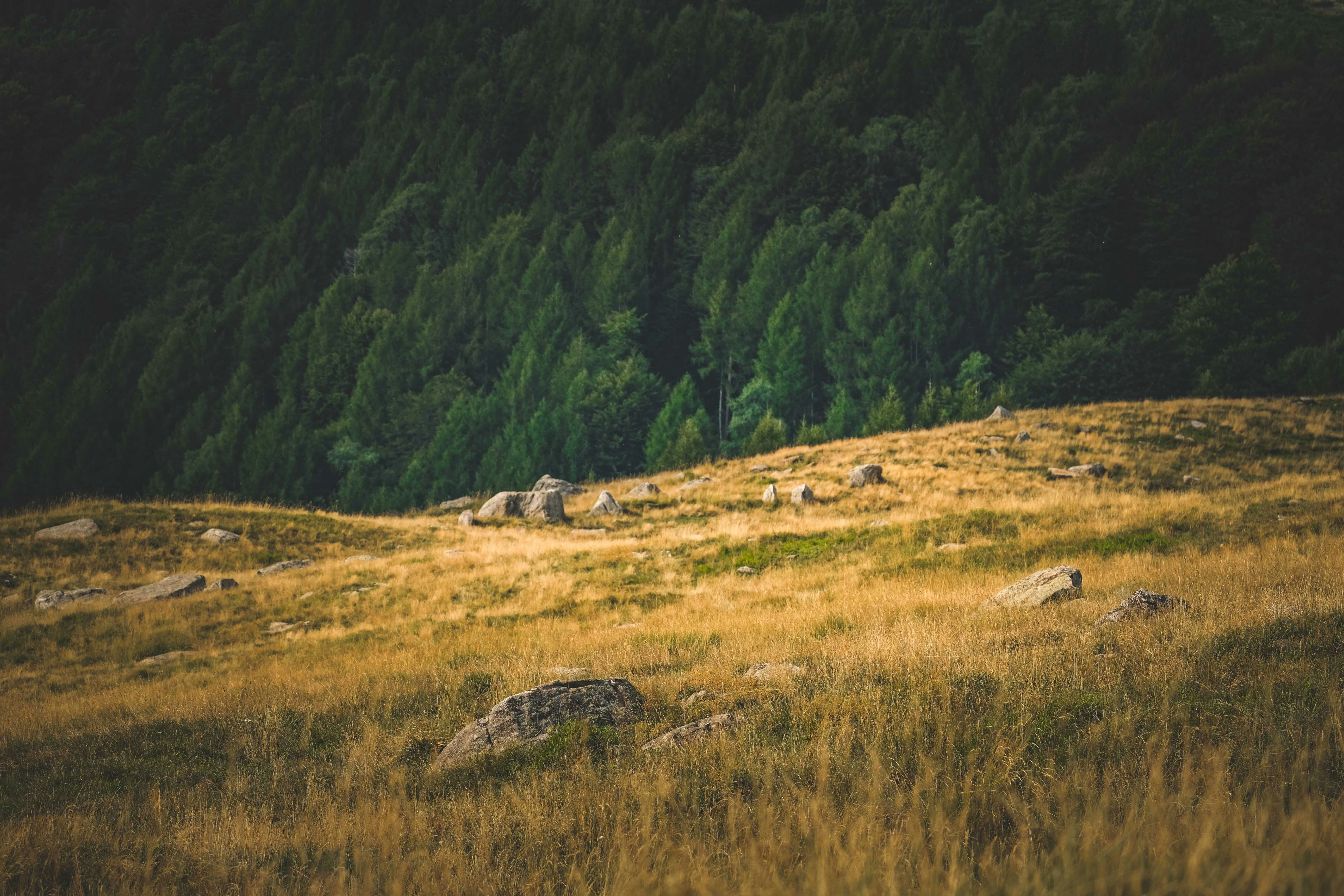 Photo by francesco_ungaro