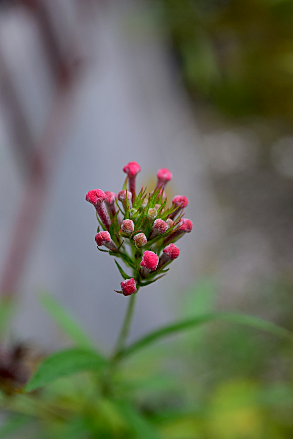 a close up of a small pink flower