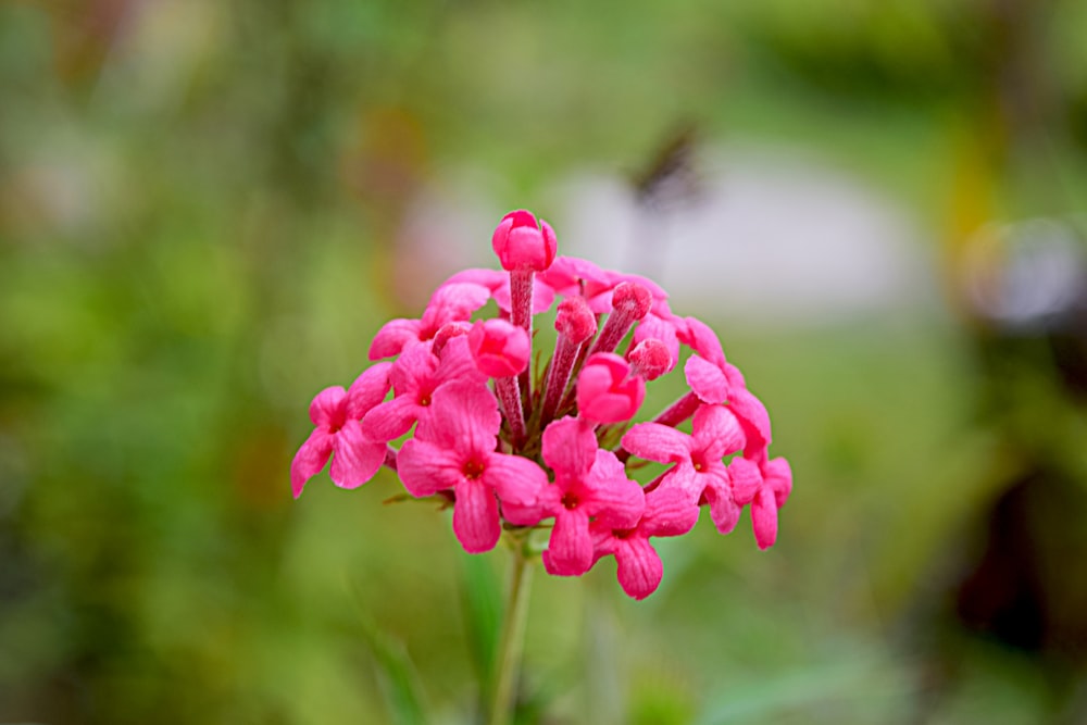 a close up of a pink flower with a blurry background