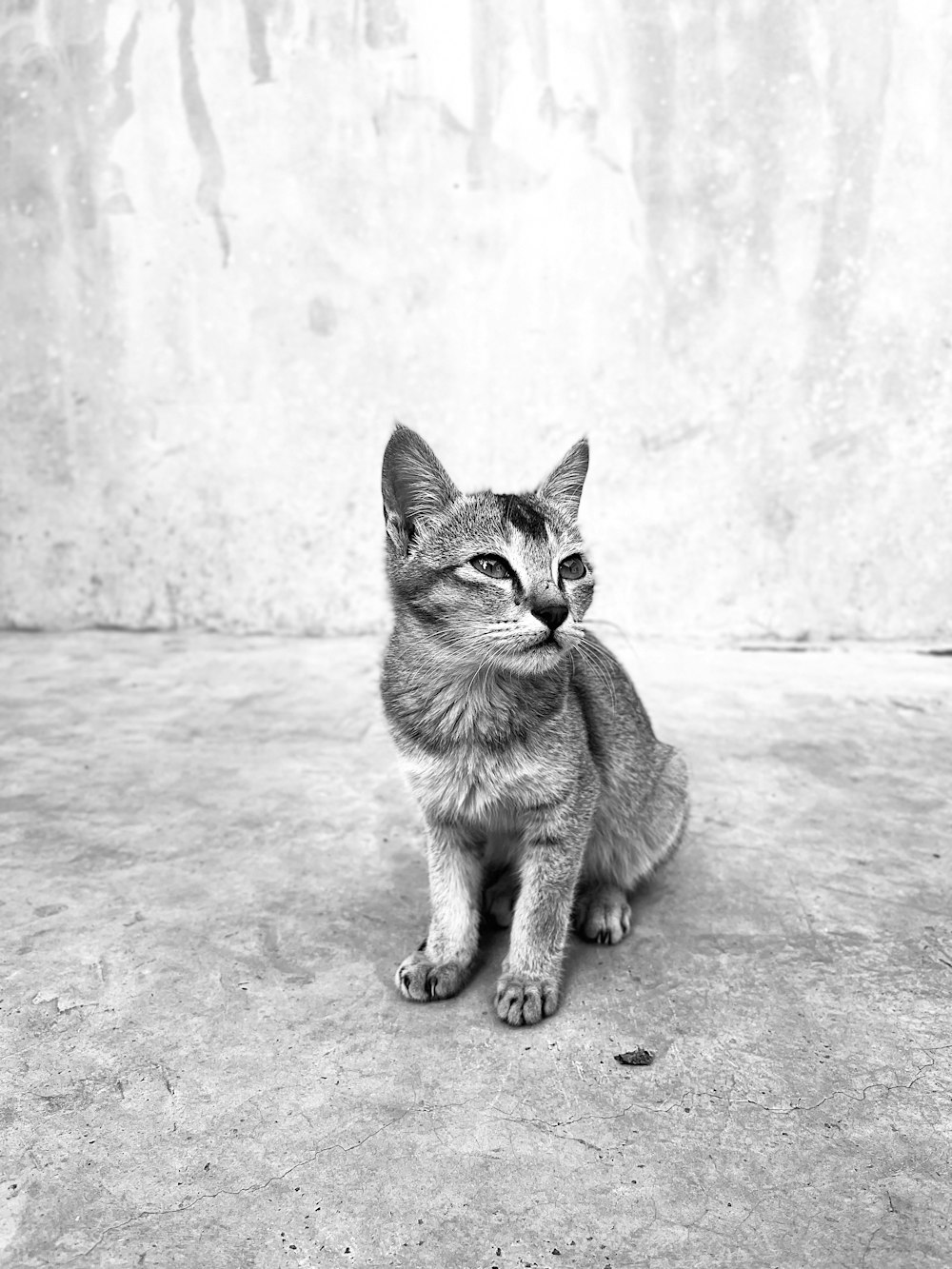 a black and white photo of a cat