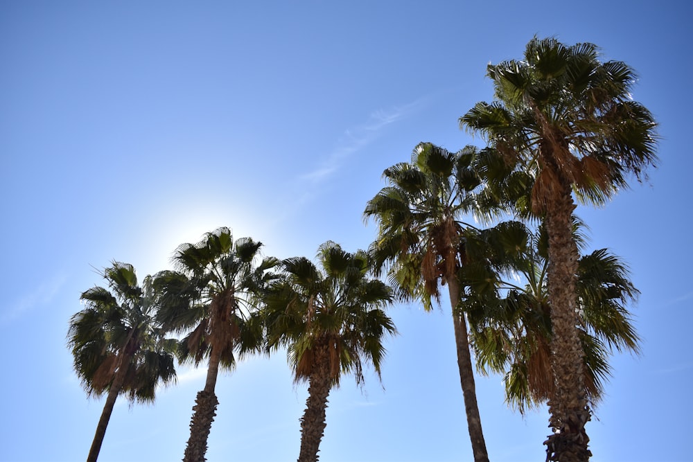 a row of palm trees against a blue sky