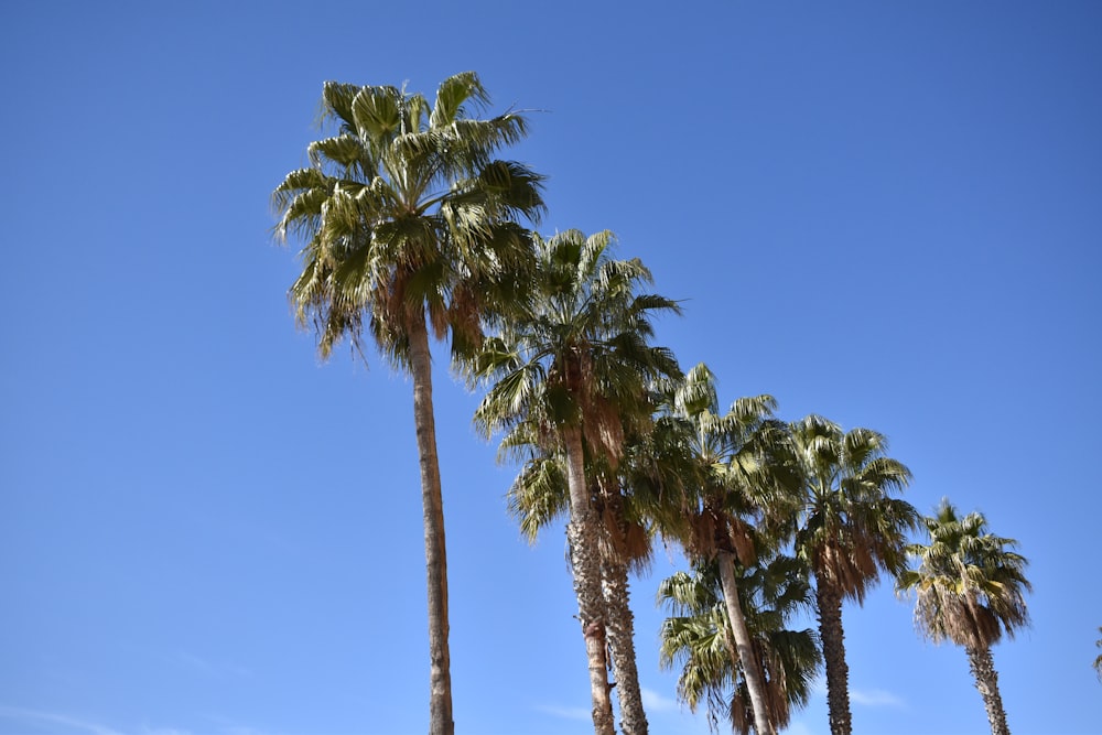 a row of palm trees against a blue sky