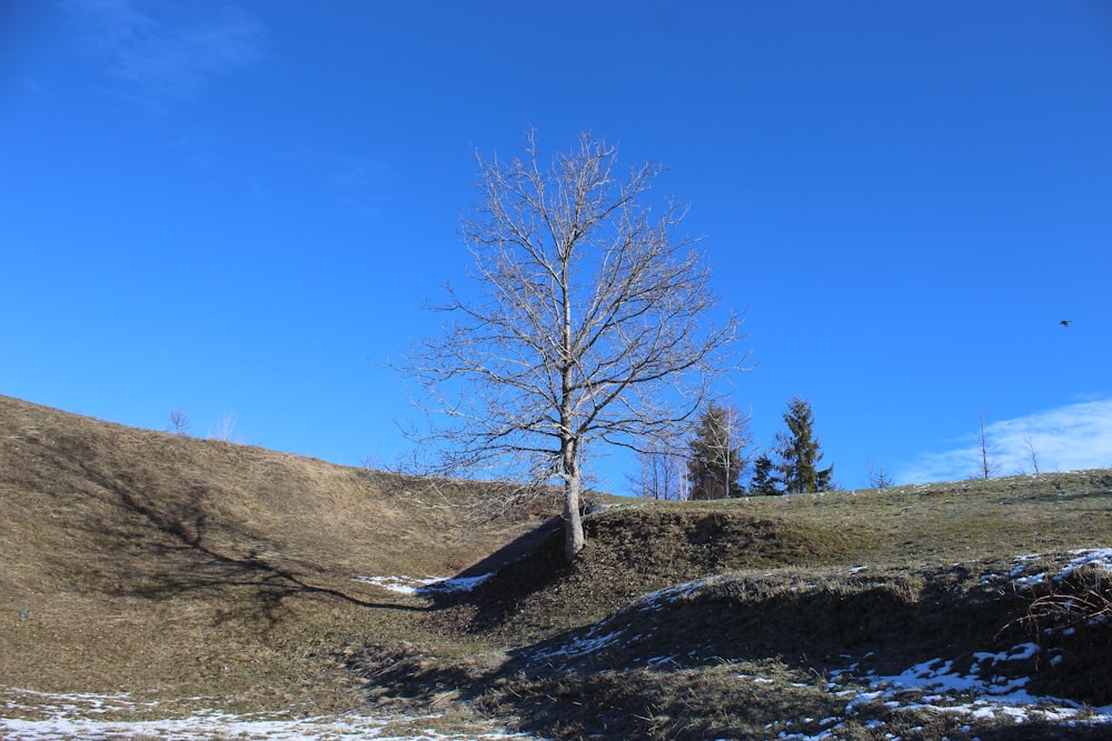 a lone tree on a hill with snow on the ground