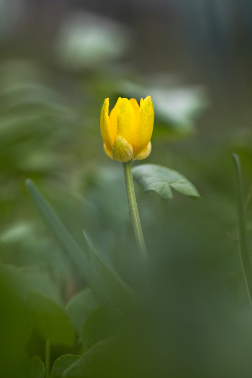 a single yellow flower in the middle of a field