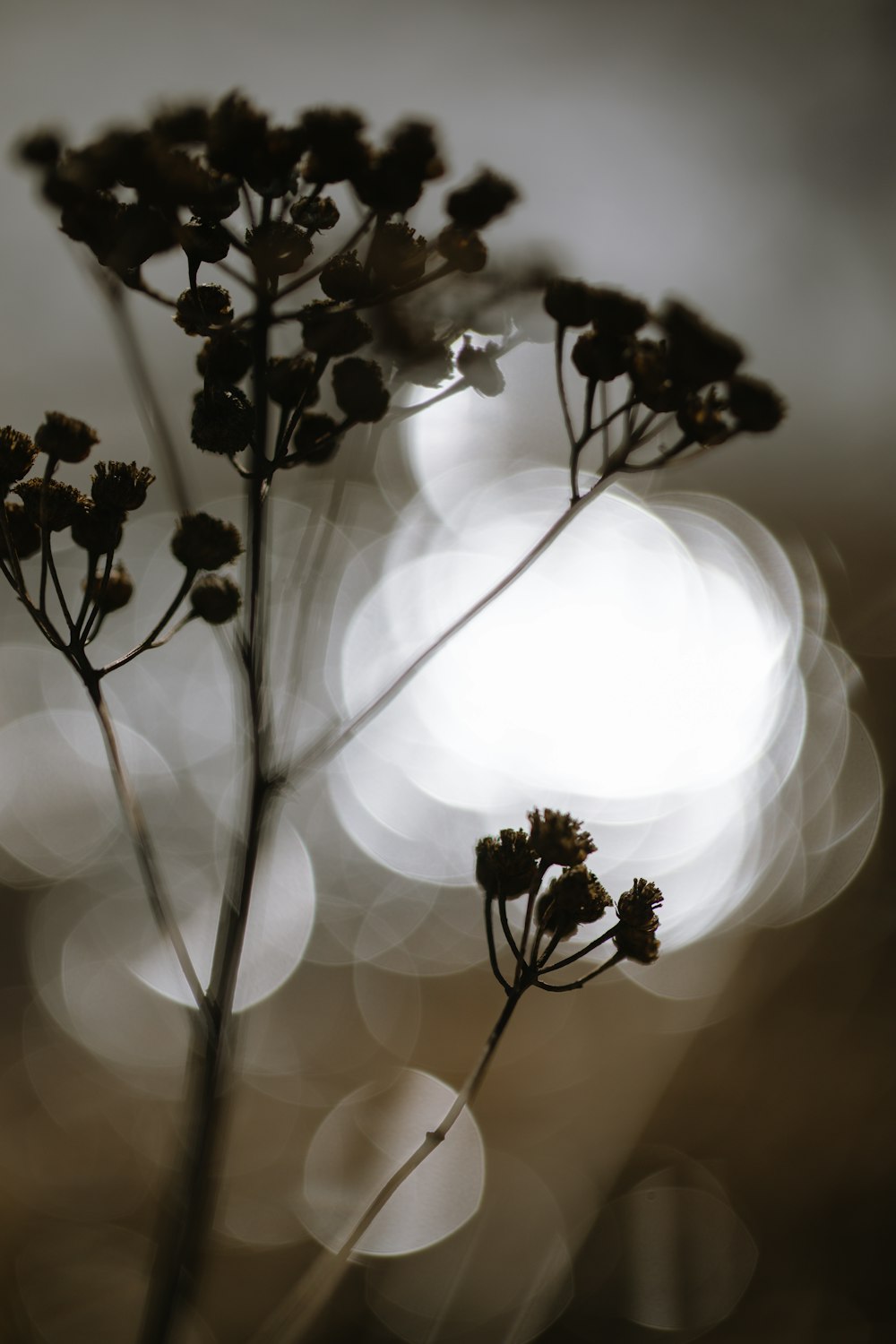 a close up of a plant with blurry lights in the background