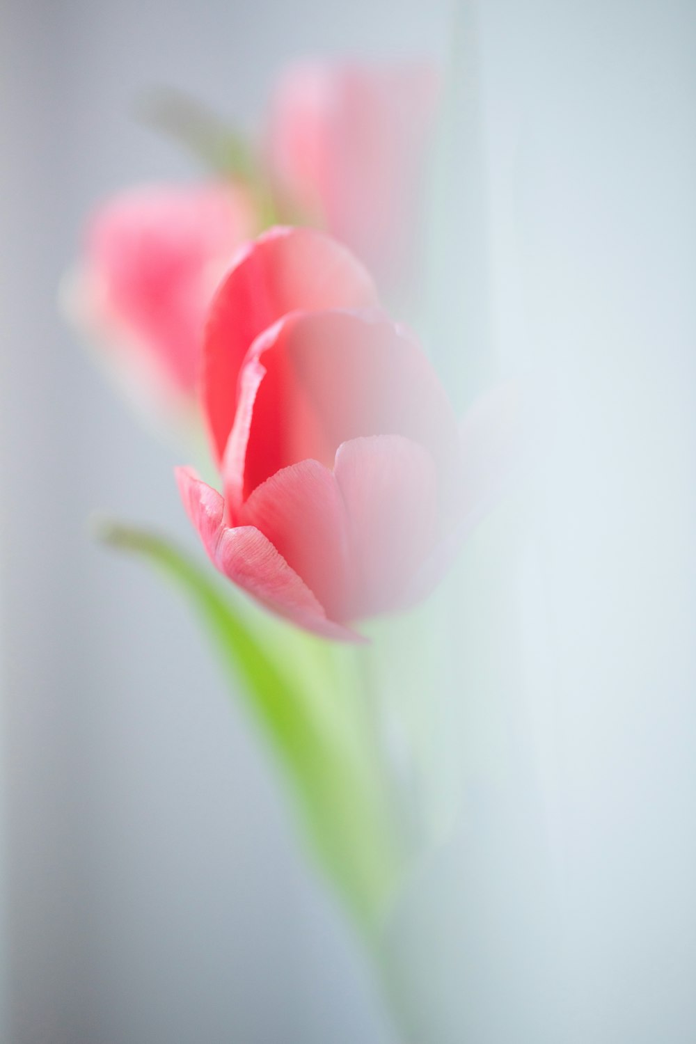 three pink tulips in a vase on a table
