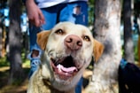 A happy dog is looking up with its mouth open, showing its teeth and tongue. The background features a person in ripped jeans holding a leash, and trees in a sunlit forest setting are visible.