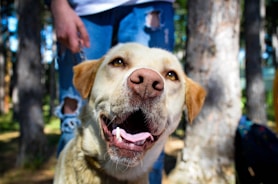 A happy dog receiving a vaccination from a caring veterinarian outdoors