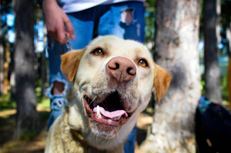 A friendly dog trainer smiling while holding a leash, with dogs playing happily in the background.