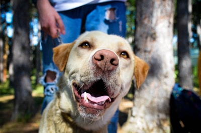 A happy dog is looking up with its mouth open, showing its teeth and tongue. The background features a person in ripped jeans holding a leash, and trees in a sunlit forest setting are visible.