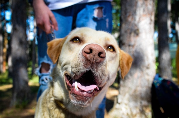 A happy dog and trainer sharing a joyful moment during an outdoor training session.
