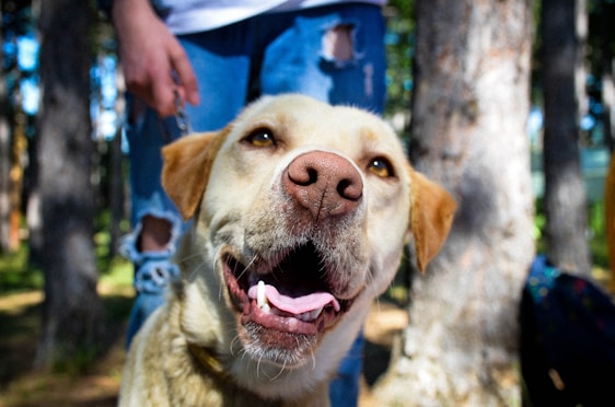 A happy dog being trained in a positive environment.