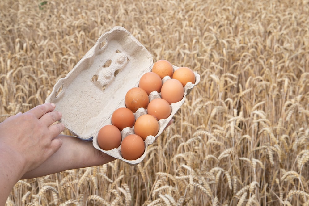 a person holding a carton of eggs in a field