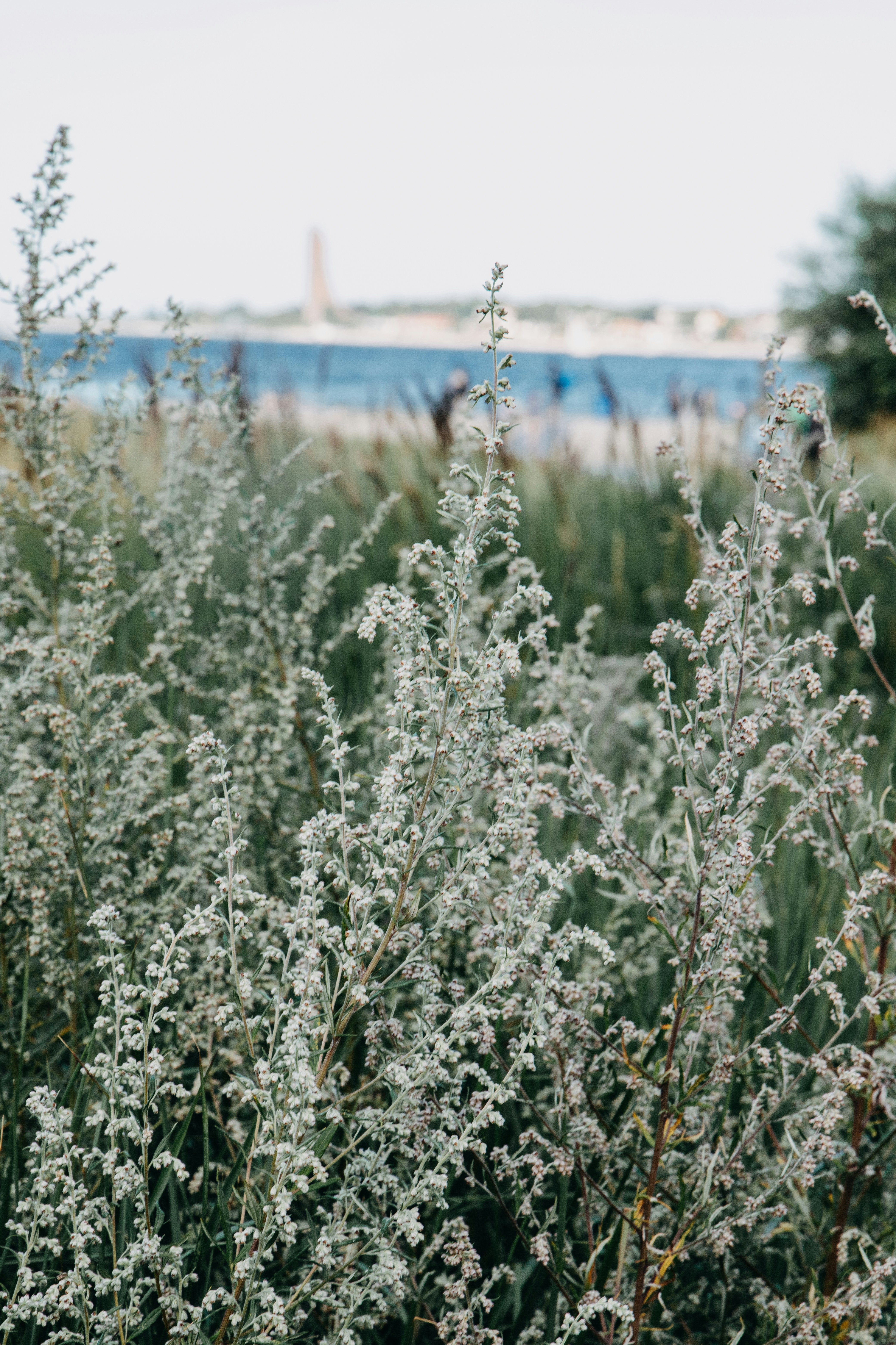 ein Strauß Blumen, die im Gras sind