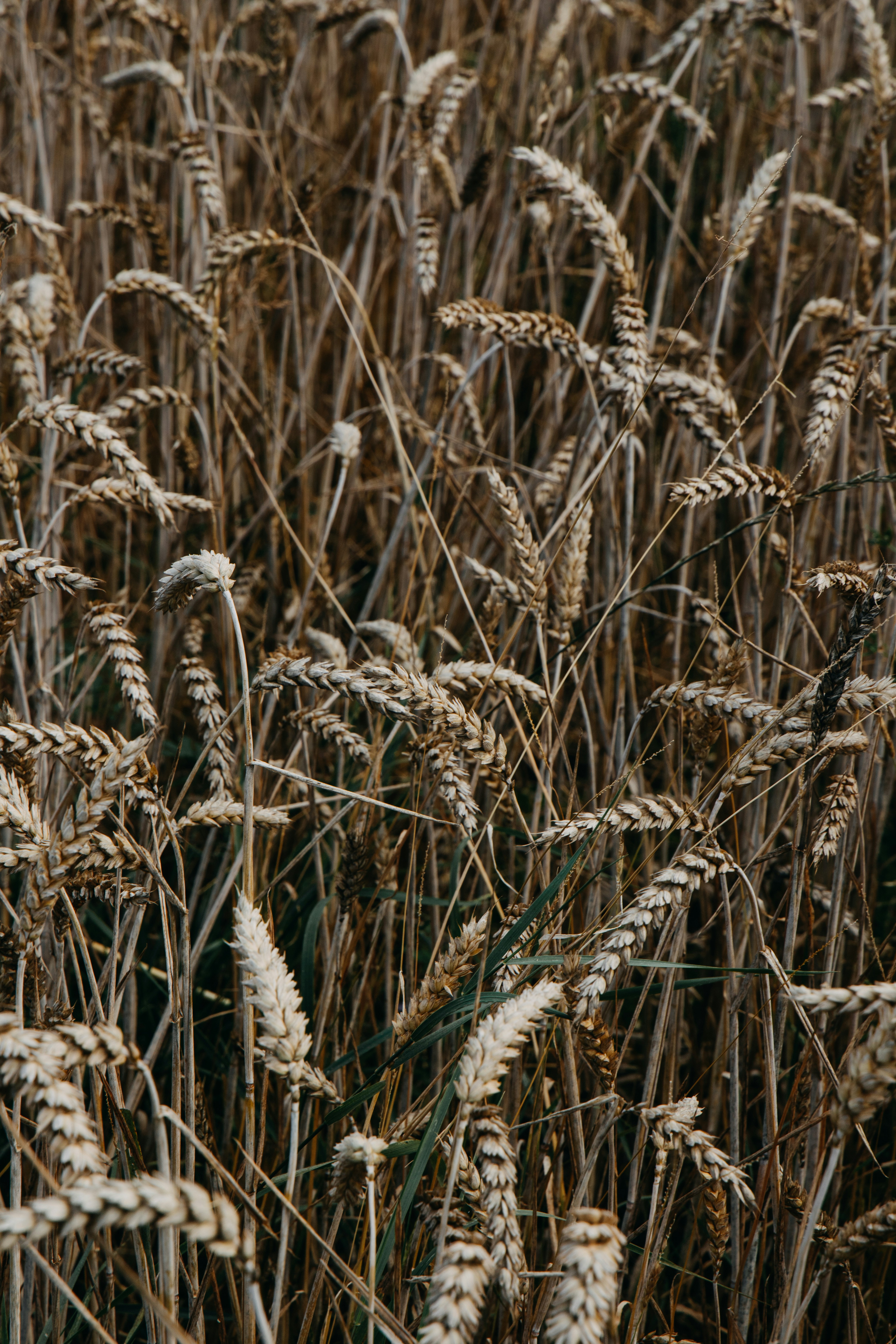 Photo by katharina_bill