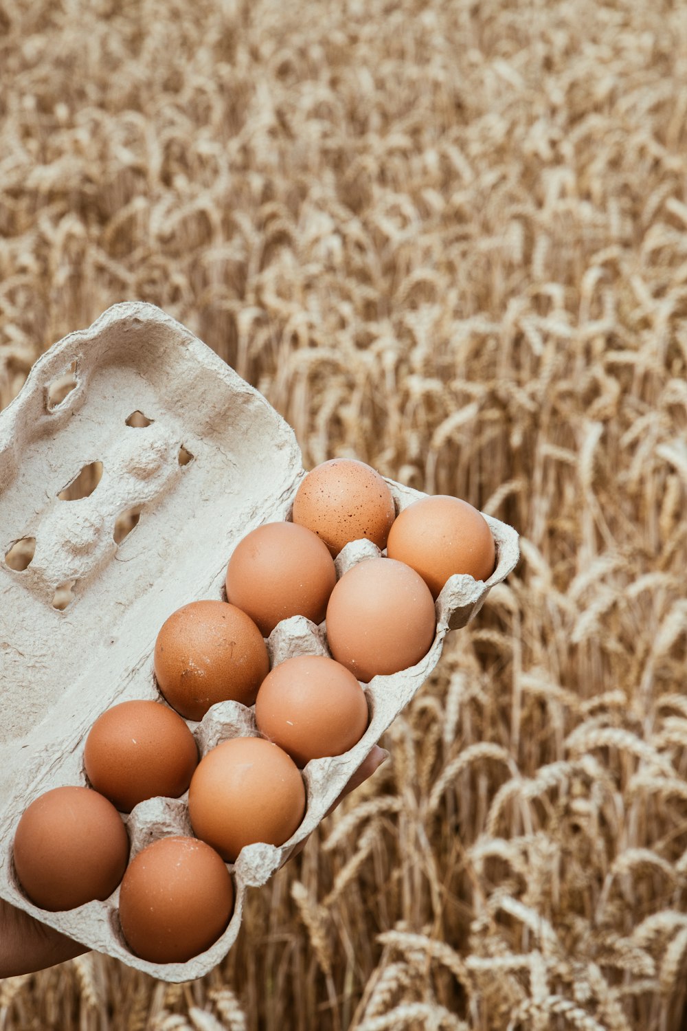 a person holding a carton of eggs in a field