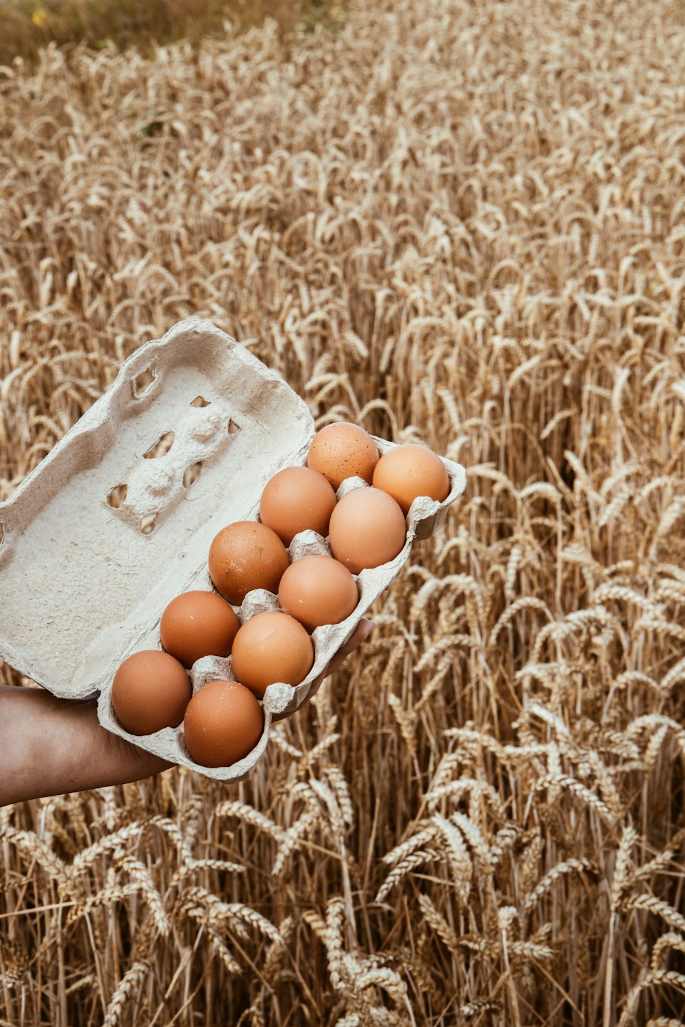 a person holding a carton of eggs in a field