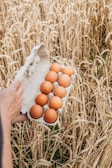 A person holds a carton filled with eight brown eggs against a backdrop of golden wheat in a field. The wheat stalks are tall and densely packed, creating a rustic and agricultural setting.