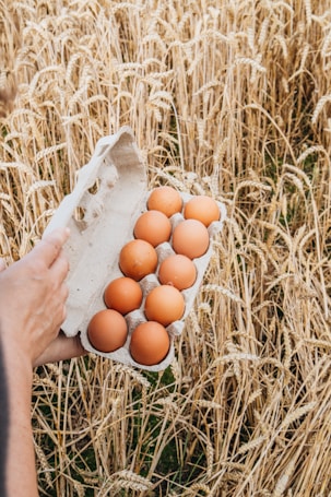 A person holds a carton filled with eight brown eggs against a backdrop of golden wheat in a field. The wheat stalks are tall and densely packed, creating a rustic and agricultural setting.